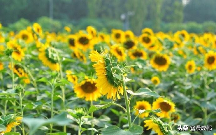 向日葵花海打卡网红地怎么拍照,成都向日葵花海怎么拍照好看