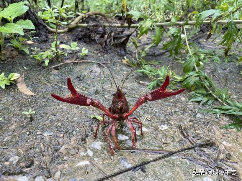 7万公里老款宝马x5,宝马x5的优缺点