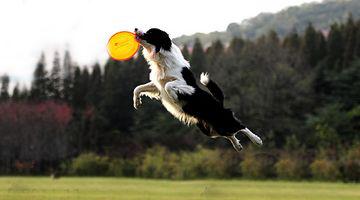 世界上所有的狗品种图片,世界最名贵的狗前十名及其简介