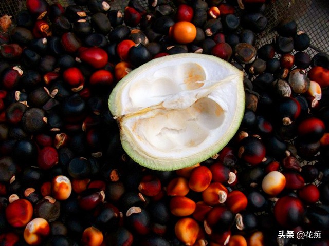 独一无二的文冠花,庭院文冠花