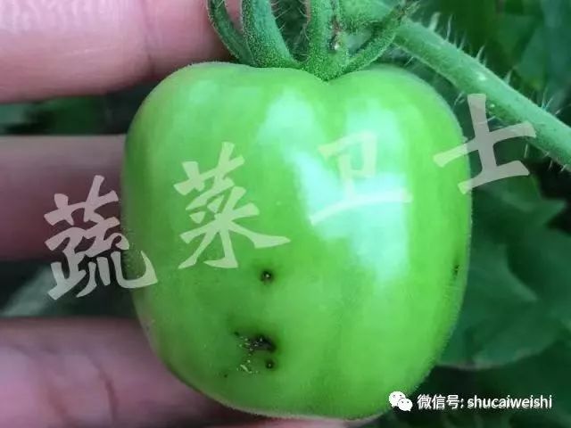 番茄细菌性斑点病图片,番茄细菌性褐斑病怎样治疗