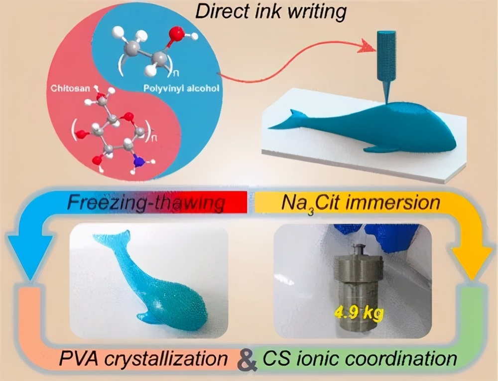 王晓龙/周峰《材料化学》3D打印超强韧性双物理交联壳聚糖凝胶