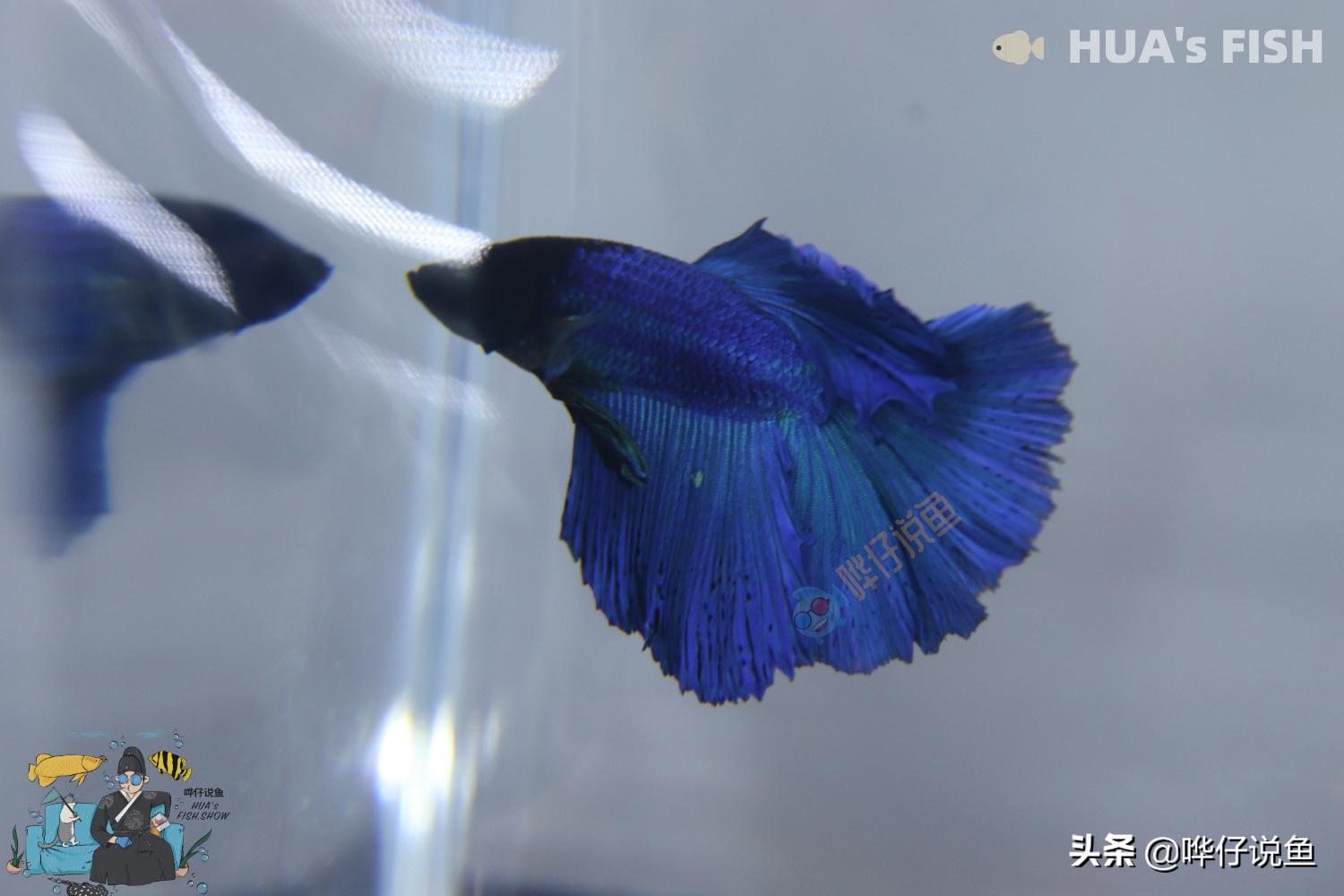 最准确的鱼缸水温计,什么样的鱼缸水温计最准