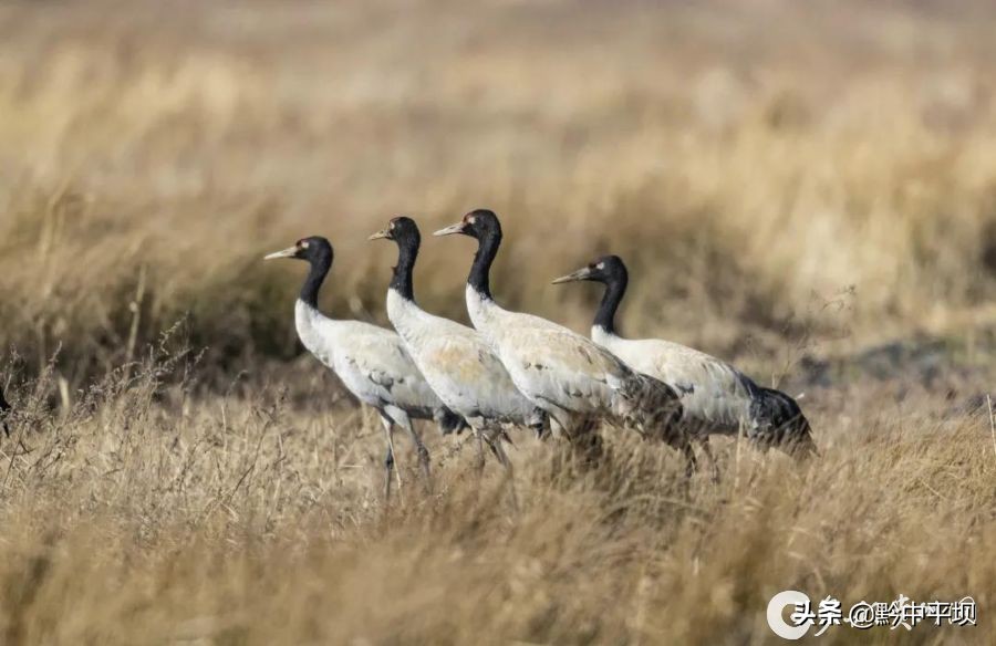 贵州草海简介,航拍贵州草海视频