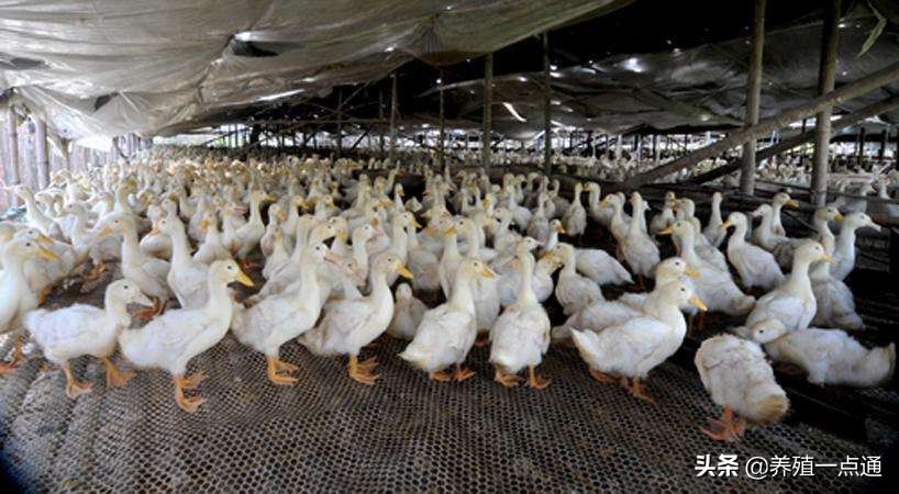 冬季蛋鸭高产管理技术,蛋鸭养殖夜间需要水吗