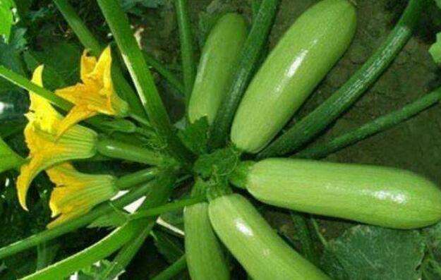 西葫芦营养师,西葫芦的营养有哪些