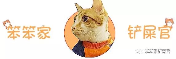 猫咪总喜欢跑酷怎么办,猫咪喜欢到处乱窜怎么回事