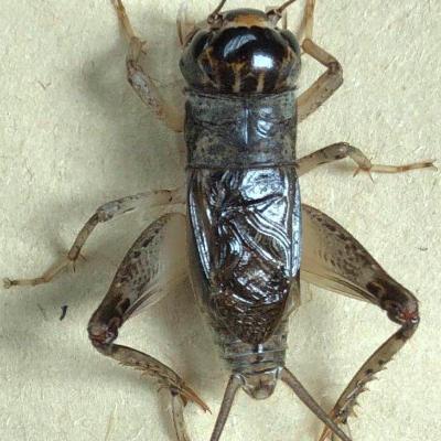 斗蛐蛐到底有多大魅力，让一代明君甘愿背上昏君罪名？