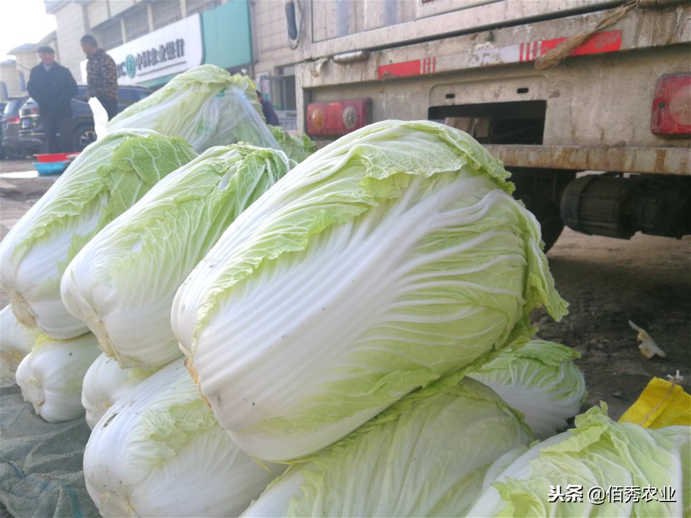 农民种蔬菜注意事项,土地种植蔬菜怎么管理好