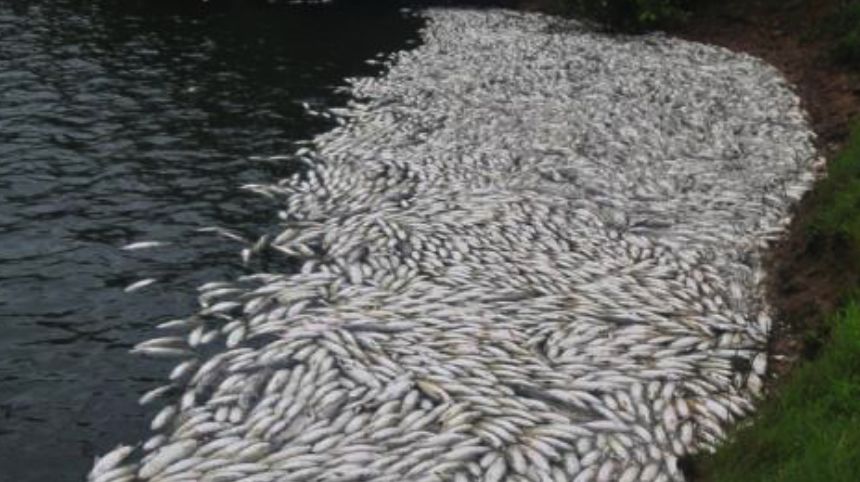 养殖鱼类遇到的水质问题怎么处理,当前春季淡水养殖鱼病有哪些