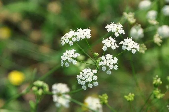 男人香吧，不是罪