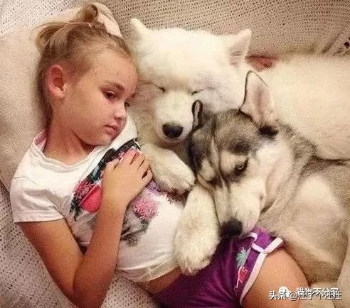 萨摩和金毛打架找主人抱抱,喜欢抱抱的狮子