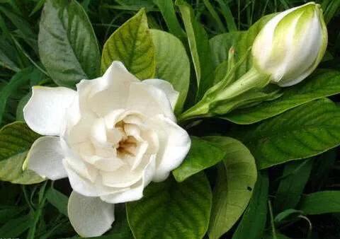 三角梅花后怎样修剪最好,月季花开完花后怎样修剪