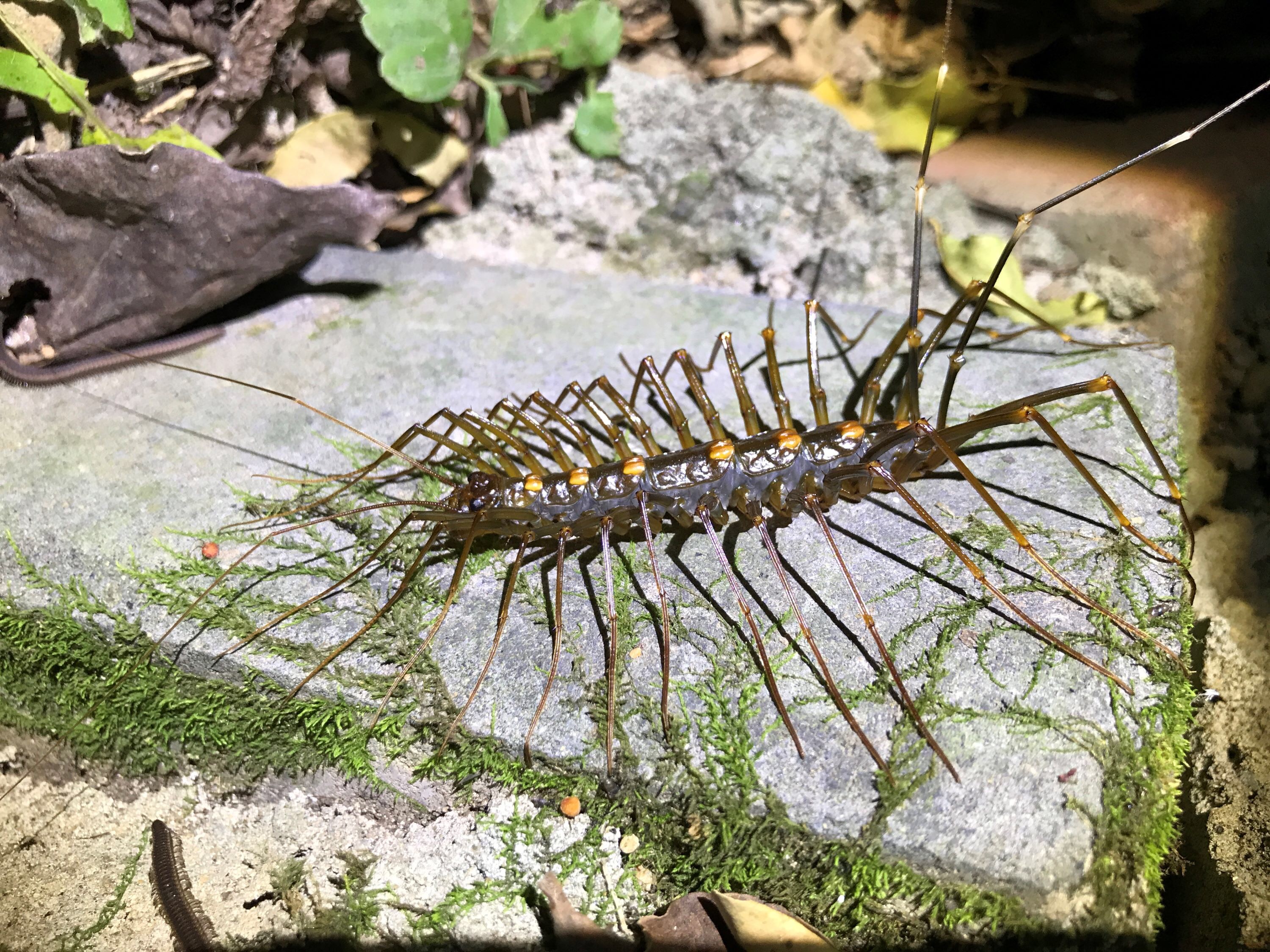 蚰蜒俗称钱串子千足虫,百足虫钱串子是蚰蜒吗