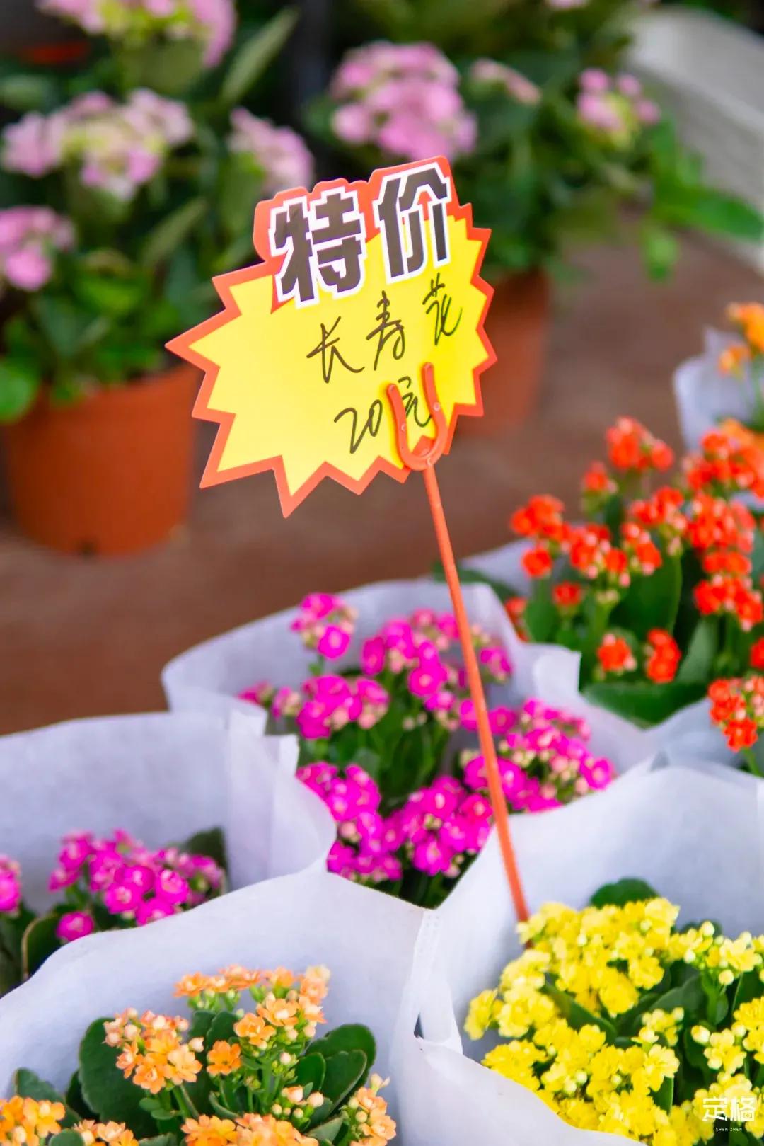 深圳周末打卡地点排行榜,深圳秋季打卡攻略