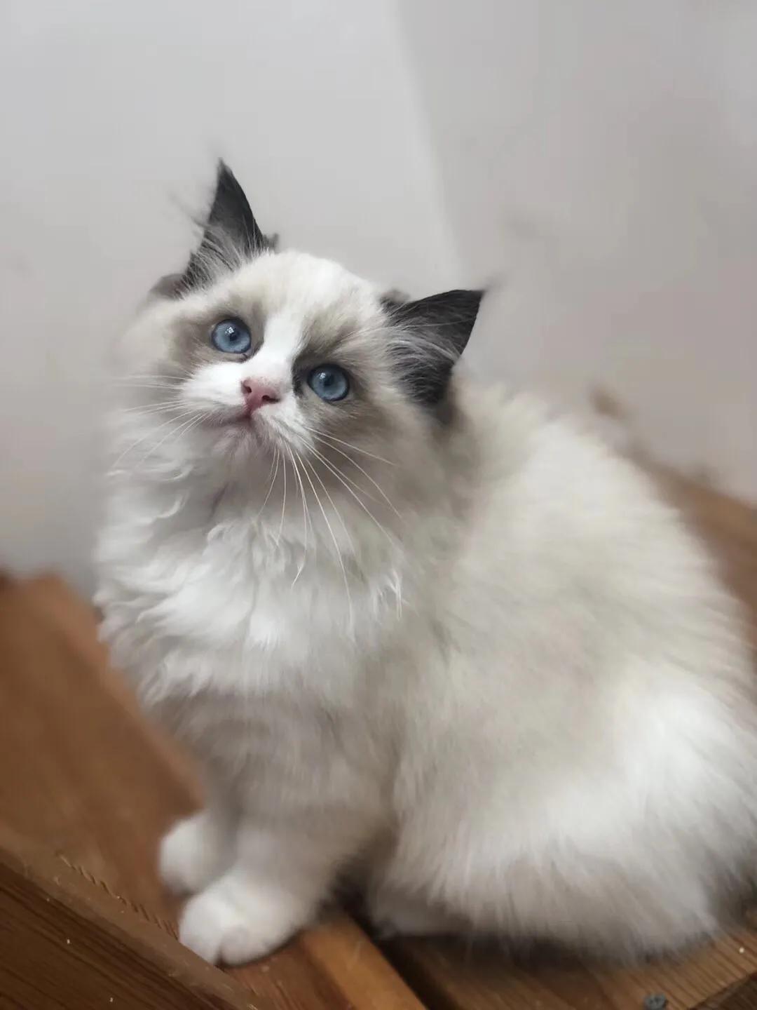 如果价格一样你会选择哪个,如果价格能决定一切