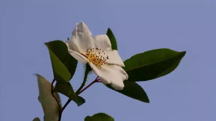 玫瑰和月季和蔷薇的区别图解,月季玫瑰蔷薇芍药牡丹的区别