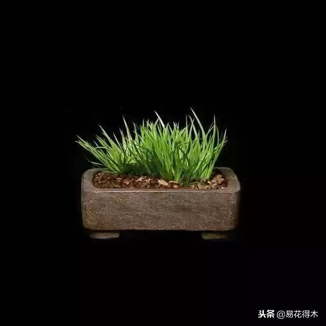 文房菖蒲怎么养殖,菖蒲的养护方法