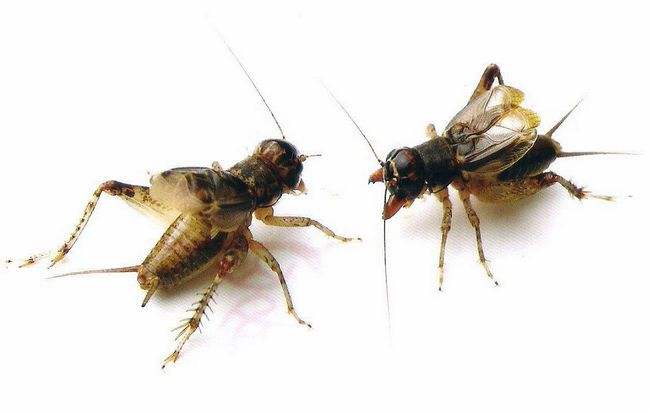 揭秘斗蟋蟀,两广斗蟋蟀文化