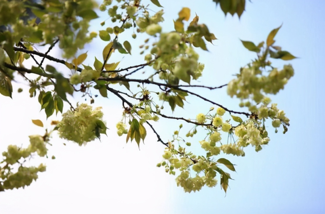 还记得13年前的樱花吗,以前的樱花对比现在的樱花