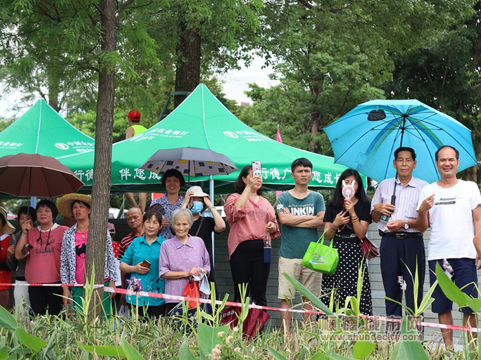 苏岗龙舟赛现场直播,大良苏岗五人龙舟赛