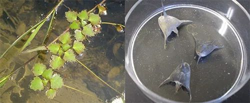 你吃的菱，是2角、4角还是0角？