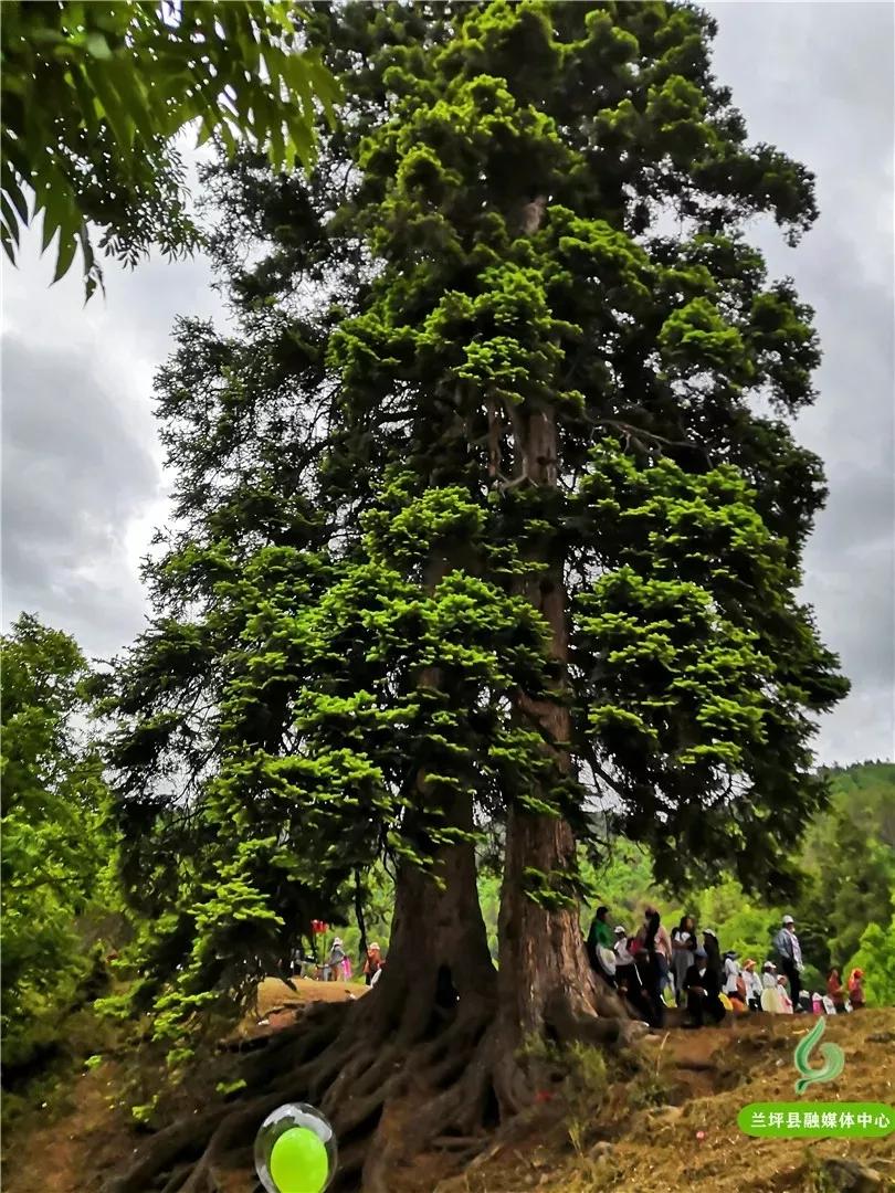 鍏板潽鍗拌薄,鍏板潽涔″湡鍗拌薄