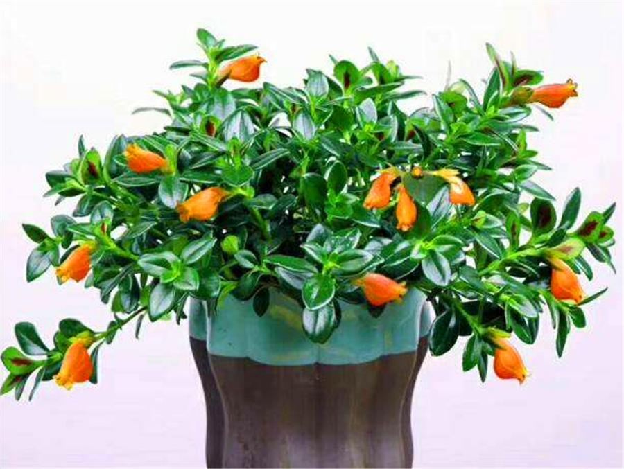 金鱼吊兰在花期需要控水吗,金鱼吊兰开花期间怎么浇水