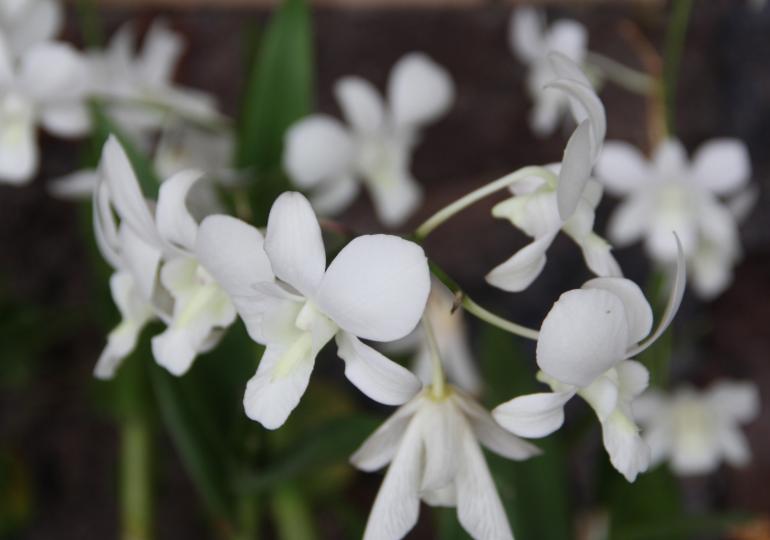 喜马拉雅山4800米高海拔珍贵植物,喜马拉雅5000米上的珍稀植物