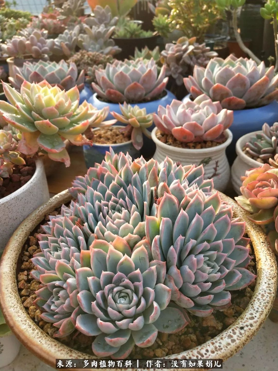 明人不说暗话，我为多肉而来！