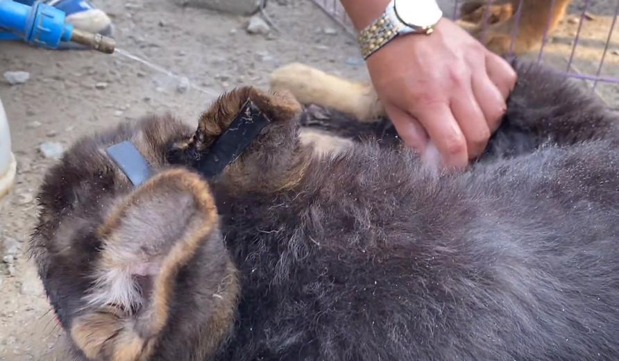 小德牧中暑,德牧幼犬中暑反应