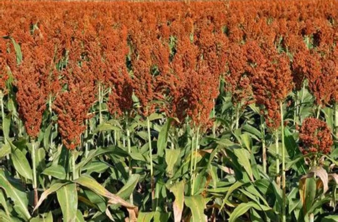 散文：汾阳的九月