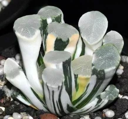 世界十大花卉排行榜名单,世界十大名贵花草