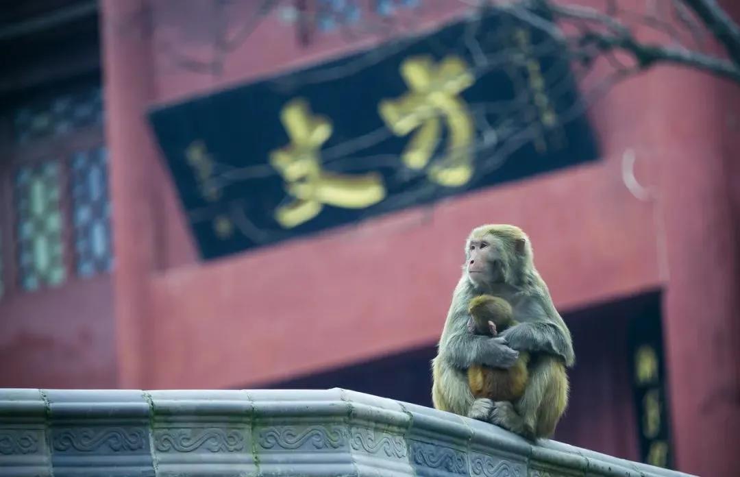 最新贵阳旅游攻略,高原最美旅游景点