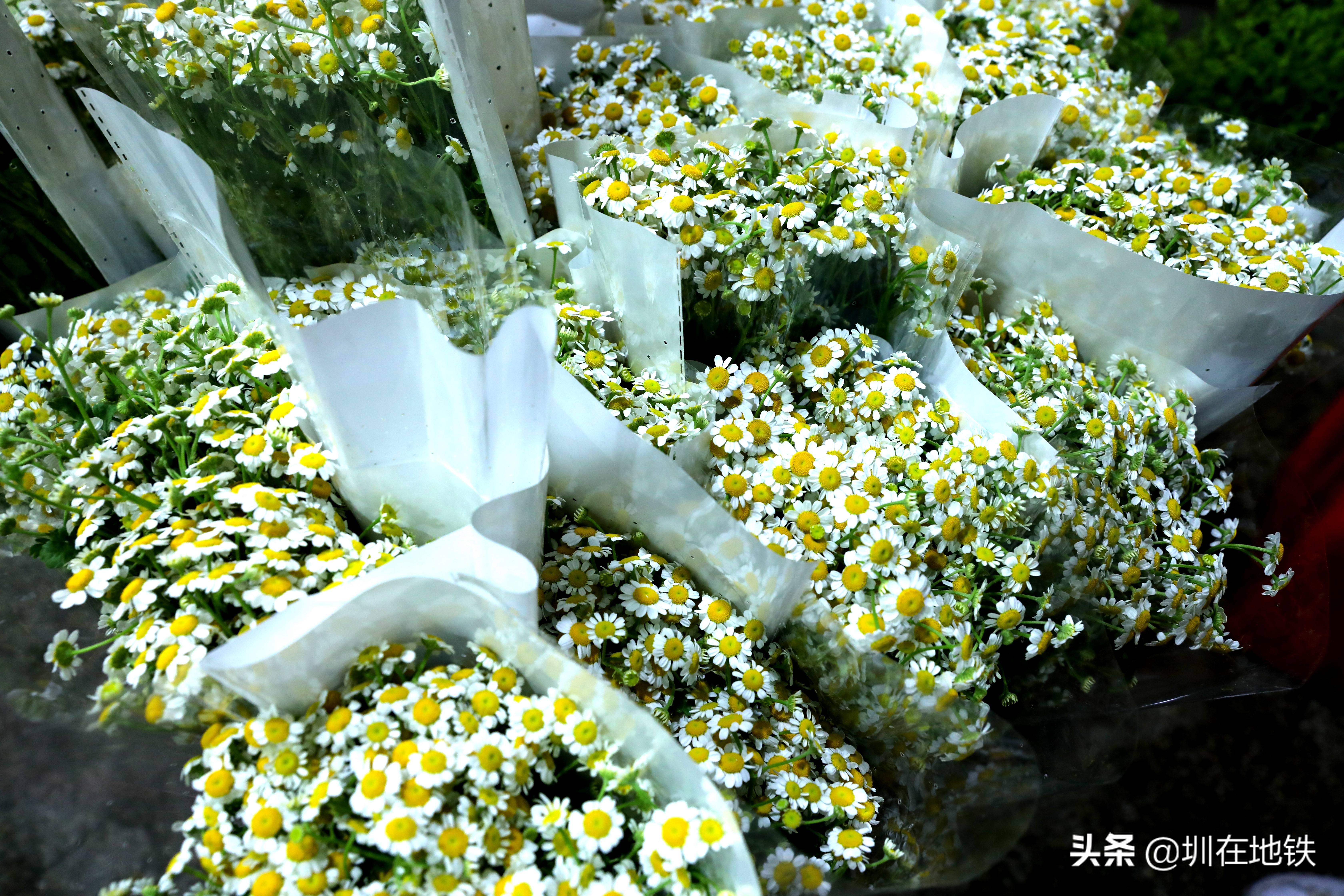 乘坐地铁到滘口花卉市场,从地铁到花卉市场