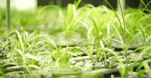 兰花蕙兰十大名品,蕙兰名品大全欣赏