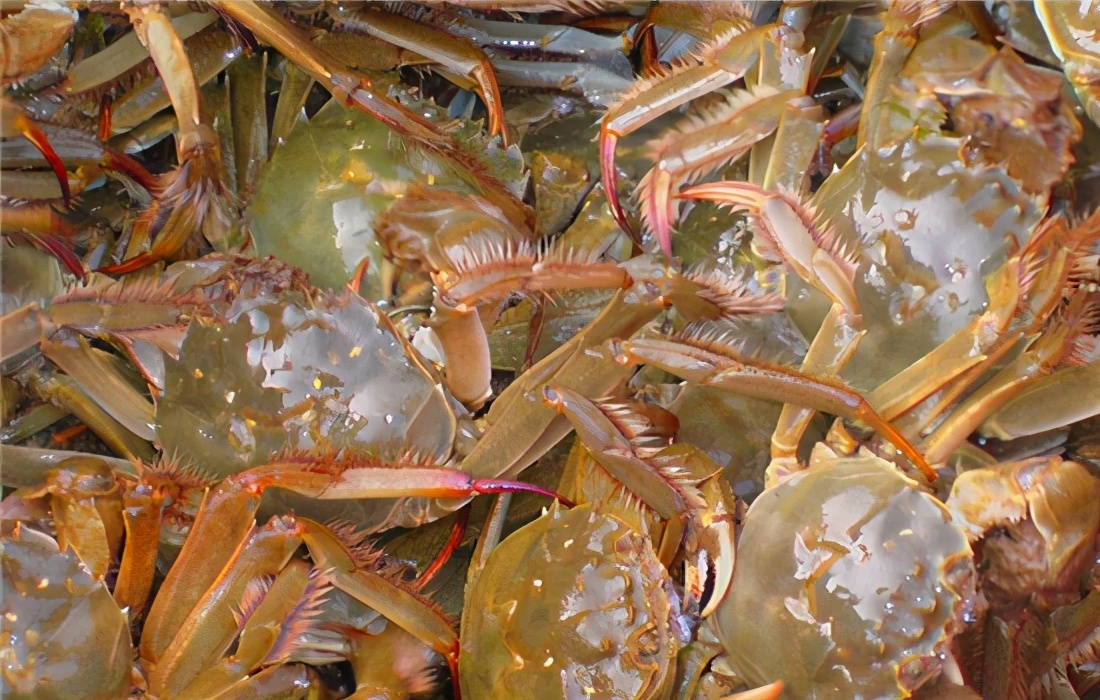 鲜活螃蟹怎么保存最好,刚死的螃蟹是蒸保存还是直接保存