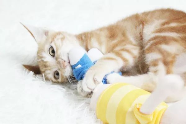 养猫得真菌头癣辟谣,养猫辟谣