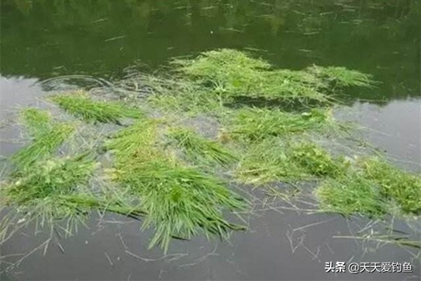 手竿串钩适合浮钓草鱼吗,串钩浮钓草鱼技术视频