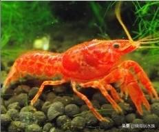 养观赏虾的正确方法和注意事项,适合新手饲养的观赏虾