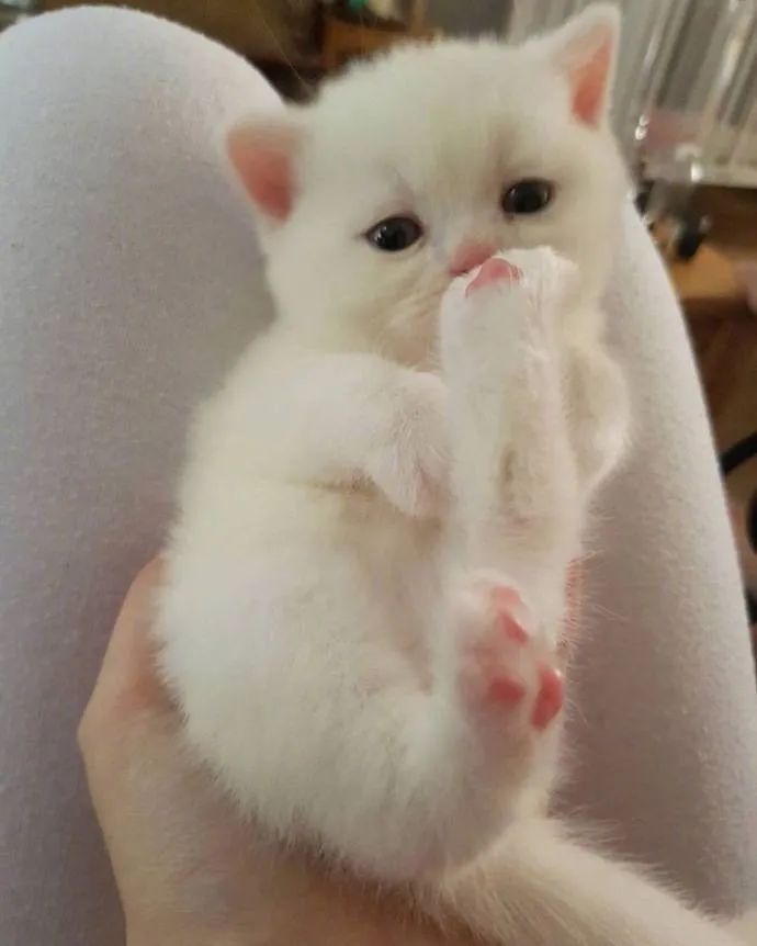 哺乳期小猫拉什么样的便便,哺乳期小猫拉稀怎么办