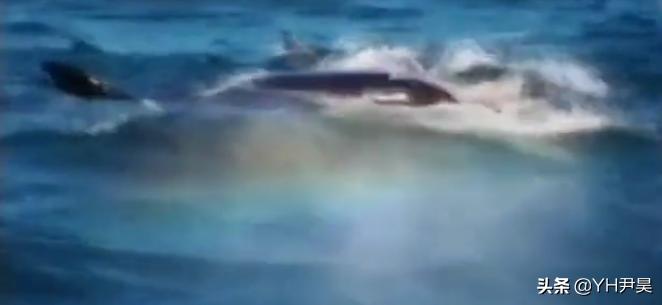 发生在美国的罕见事件，大白鲨遭遇神秘生物捕杀，真相颠覆认知