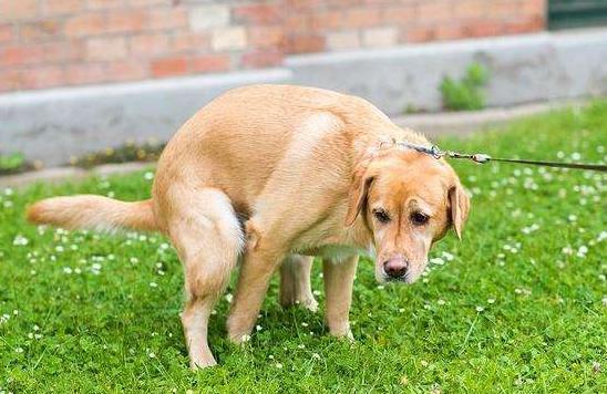 如何从狗狗便便看爱宠是否健康,看狗狗大便知道什么病