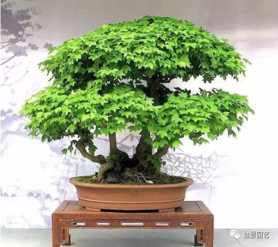 有哪些经典盆景树种,最值得收藏的六种盆景树种是哪些