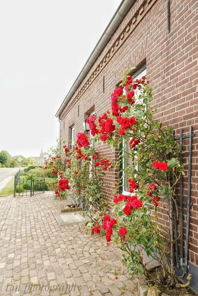 荷兰见闻,荷兰旅居见闻