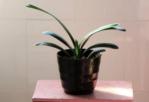 君子兰长歪了怎么补救,君子兰花箭不在中间被叶压歪了