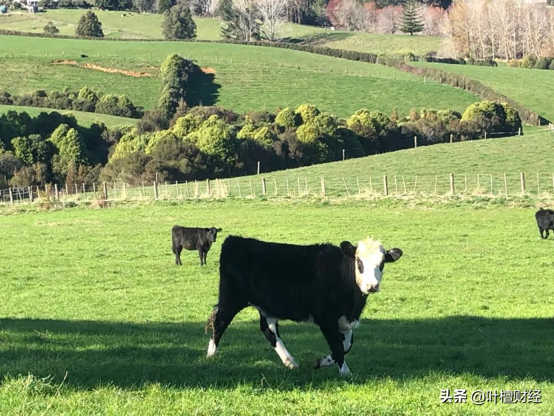中弘股份的退市申诉为何没通过,卷入中弘股份的重组风波