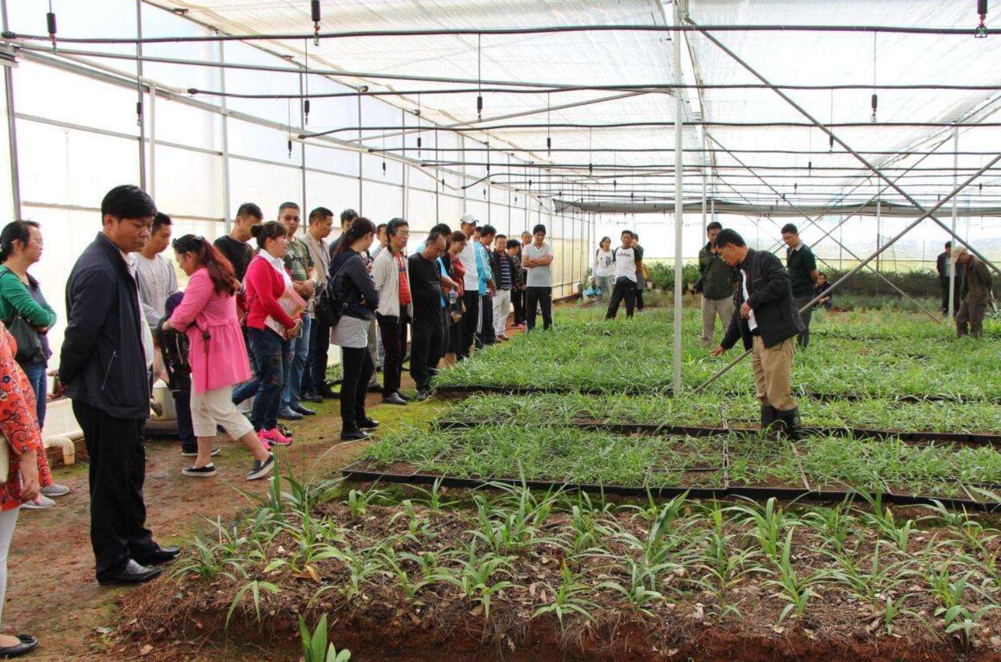 亩产500斤的产量多少,亩产3000斤1斤卖500元