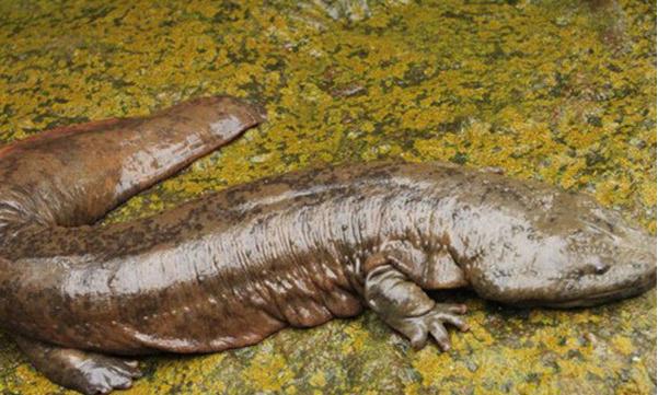 山海经中哪些是人类发现的,山海经中哪些真实存在的生物