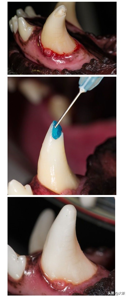 猫咪的牙齿断了一截有红点,猫咪牙齿断了一截怎么办